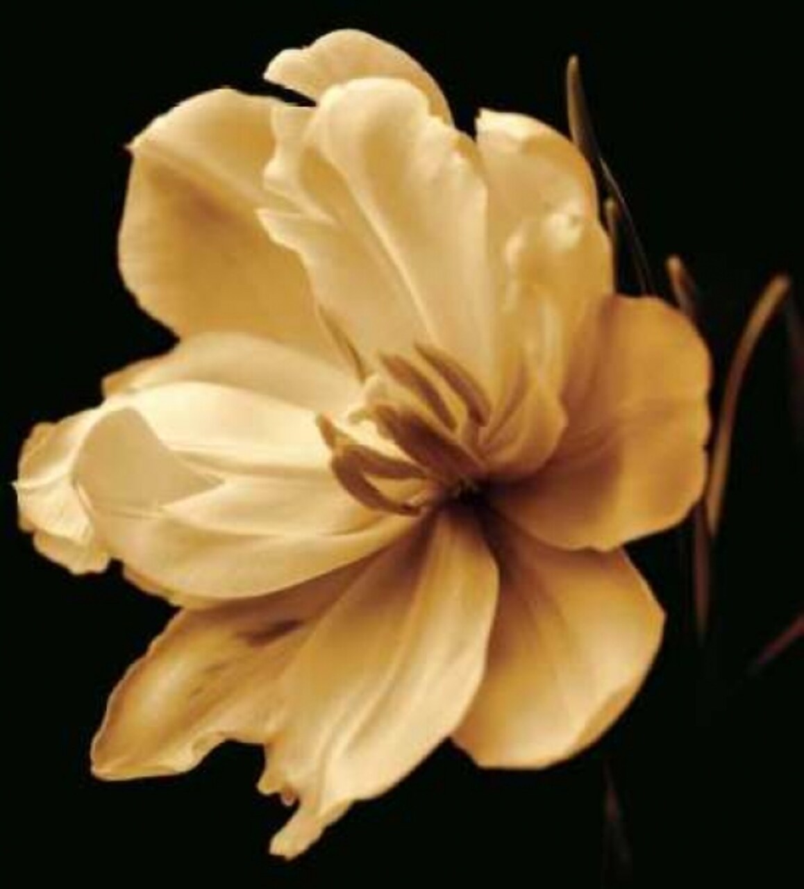 Timeless Grace III Poster Print by Charles Britt - Item # VARPDX5396